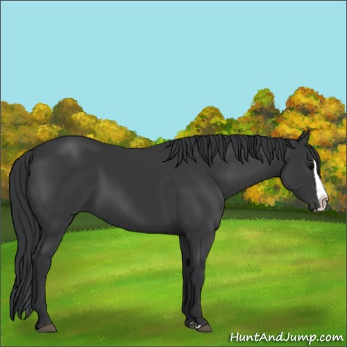 Horse Color:Black Splash 