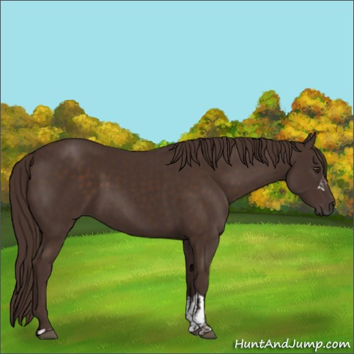 Horse Color:Liver Chestnut and Liver Chestnut