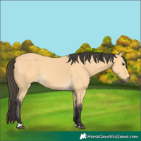 Horse Color:Buckskin
