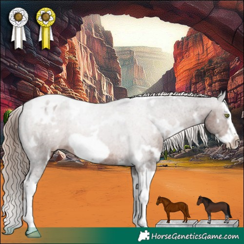Horse Color:White Spotted Liver Chestnut Splash Frame Appaloosa 