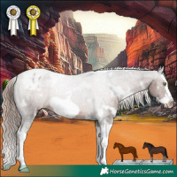 Horse Color:White Spotted Liver Chestnut Splash Frame Appaloosa 