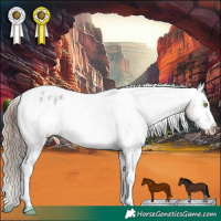 Horse Color:White Spotted Liver Chestnut Splash Frame Varnish 