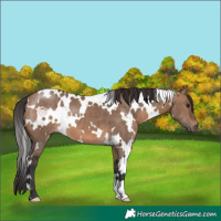 Horse Color:White Spotted Brown Dun 