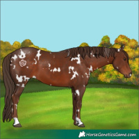 Horse Color:White Spotted Liver Chestnut 