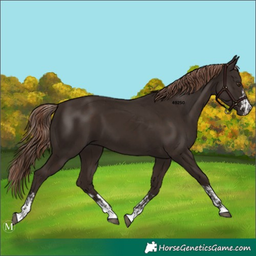 Horse Color:Liver Chestnut  and Liver Chestnut 