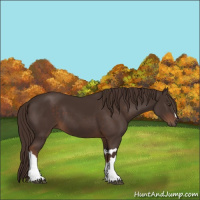 Horse Color:Liver Chestnut  and Liver Chestnut 