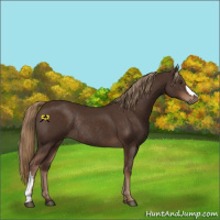 Horse Color:Liver Chestnut Rabicano 