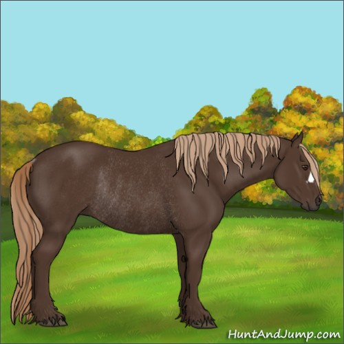 Horse Color:Liver Chestnut Rabicano 