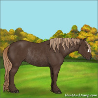Horse Color:Liver Chestnut Rabicano