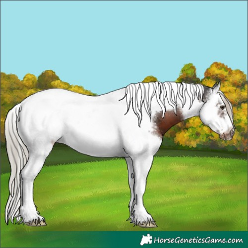 Horse Color:Liver Chestnut Splash Tobiano Frame