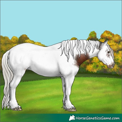 Horse Color:Liver Chestnut Splash Tobiano Frame 