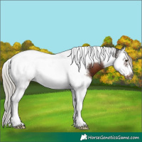 Horse Color:Liver Chestnut Splash Tobiano Frame 