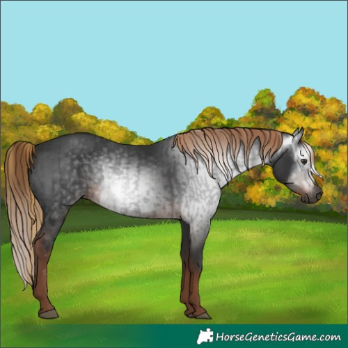Horse Color:Gray Liver Chestnut  and Gray Liver Chestnut 