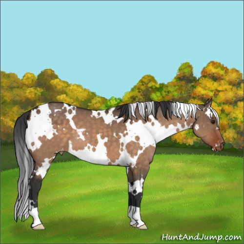 Horse Color:White Spotted Brown Dun Appaloosa