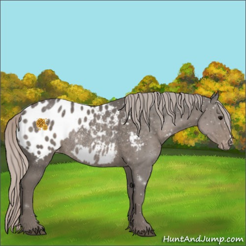 Horse Color:Silver Black Appaloosa Rabicano 