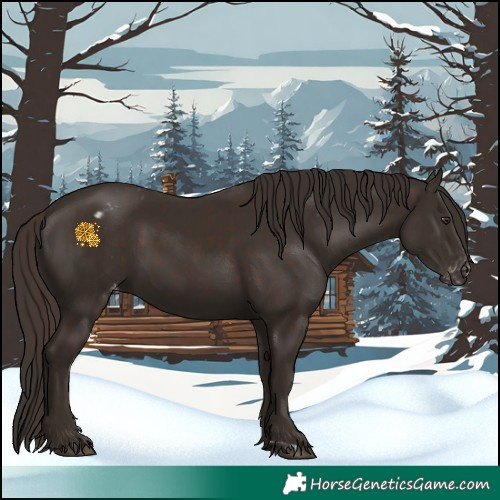 Horse Color:Liver Chestnut  and Liver Chestnut Appaloosa 