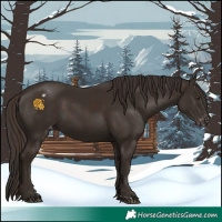Horse Color:Liver Chestnut  and Liver Chestnut Appaloosa 