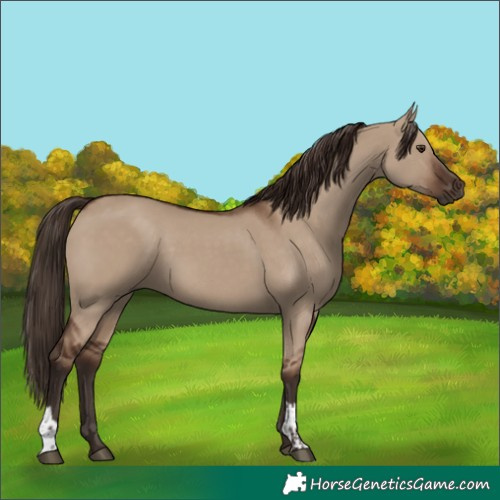 Horse Color:Liver Red Dun and Liver Red Dun