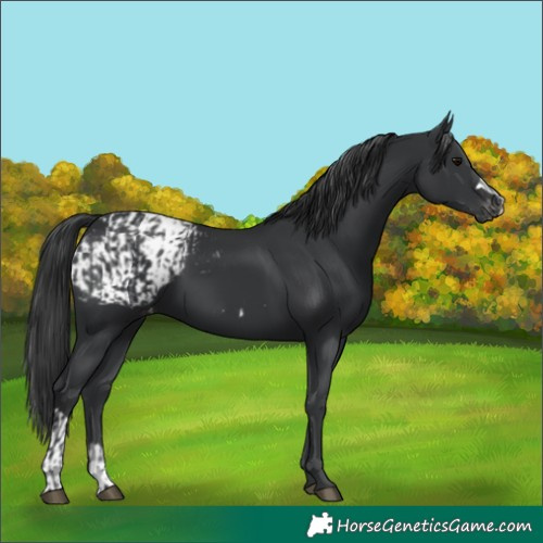 Horse Color:Black  and Black Appaloosa 