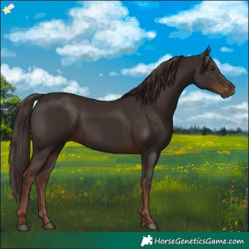 Horse Color:Liver Chestnut  and Liver Chestnut 