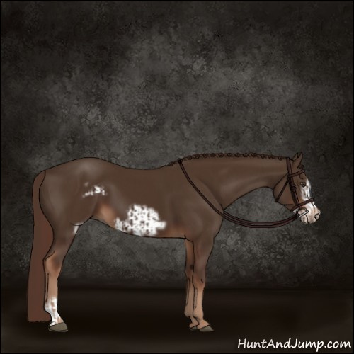 Horse Color:Liver Chestnut  and Liver Chestnut Frame 