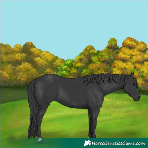 Horse Color:Black 