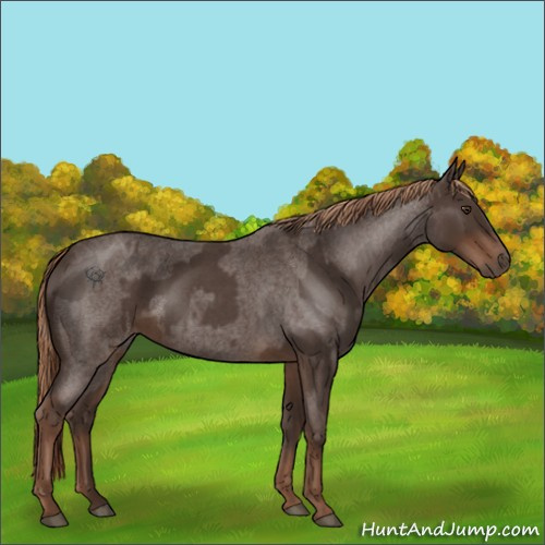 Horse Color:Liver Red Roan  and Liver Red Roan 