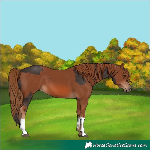 Horse Color:Liver Chestnut  and Chestnut 