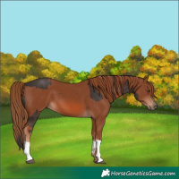 Horse Color:Liver Chestnut  and Chestnut 