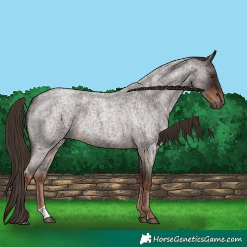 Horse Color:Liver Red Roan  and Liver Red Roan 