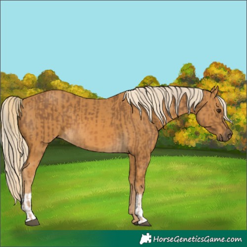 Horse Color:Chocolate Palomino  and Palomino 