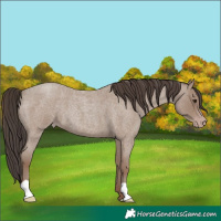 Horse Color:Classic Champagne Roan 