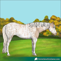 Horse Color:Chocolate Palomino Pearl Tobiano Frame and Chocolate Palomino Pearl Tobiano Frame
