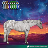 Horse Color:Silver Brown Roan Appaloosa 