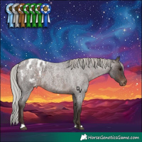 Horse Color:Silver Brown Roan Appaloosa