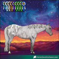 Horse Color:Silver Brown Roan Appaloosa 