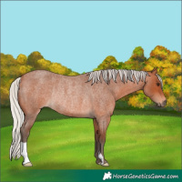 Horse Color:Silver Bay Roan Rabicano