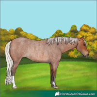 Horse Color:Silver Bay Roan Rabicano 