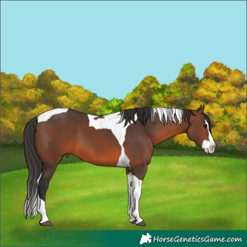 Horse Color:Brown Splash Tobiano 