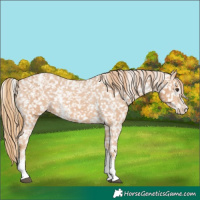 Horse Color:Chestnut Sabino Appaloosa 