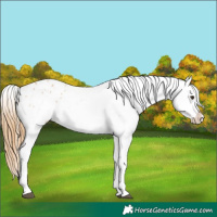 Horse Color:Chestnut Sabino Appaloosa 