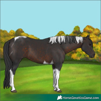 Horse Color:Brown Tobiano 
