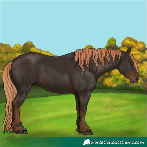 Horse Color:Liver Chestnut and Liver Chestnut
