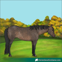 Horse Color:Brown Dun Rabicano 