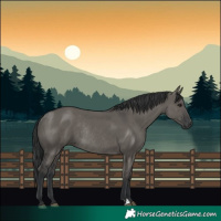 Horse Color:Grullo Rabicano 