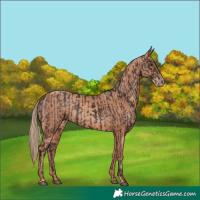 Horse Color:Liver Chestnut  and Gold Champagne 