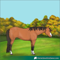 Horse Color:Bay 