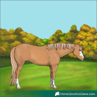 Horse Color:Chestnut 