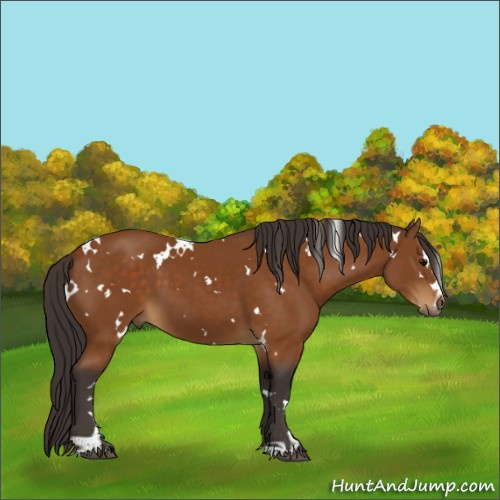 Horse Color:White Spotted Buckskin Sabino 