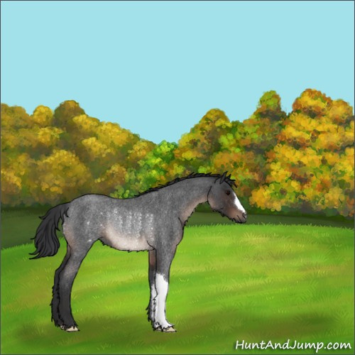 Horse Color:Brown Roan Rabicano 